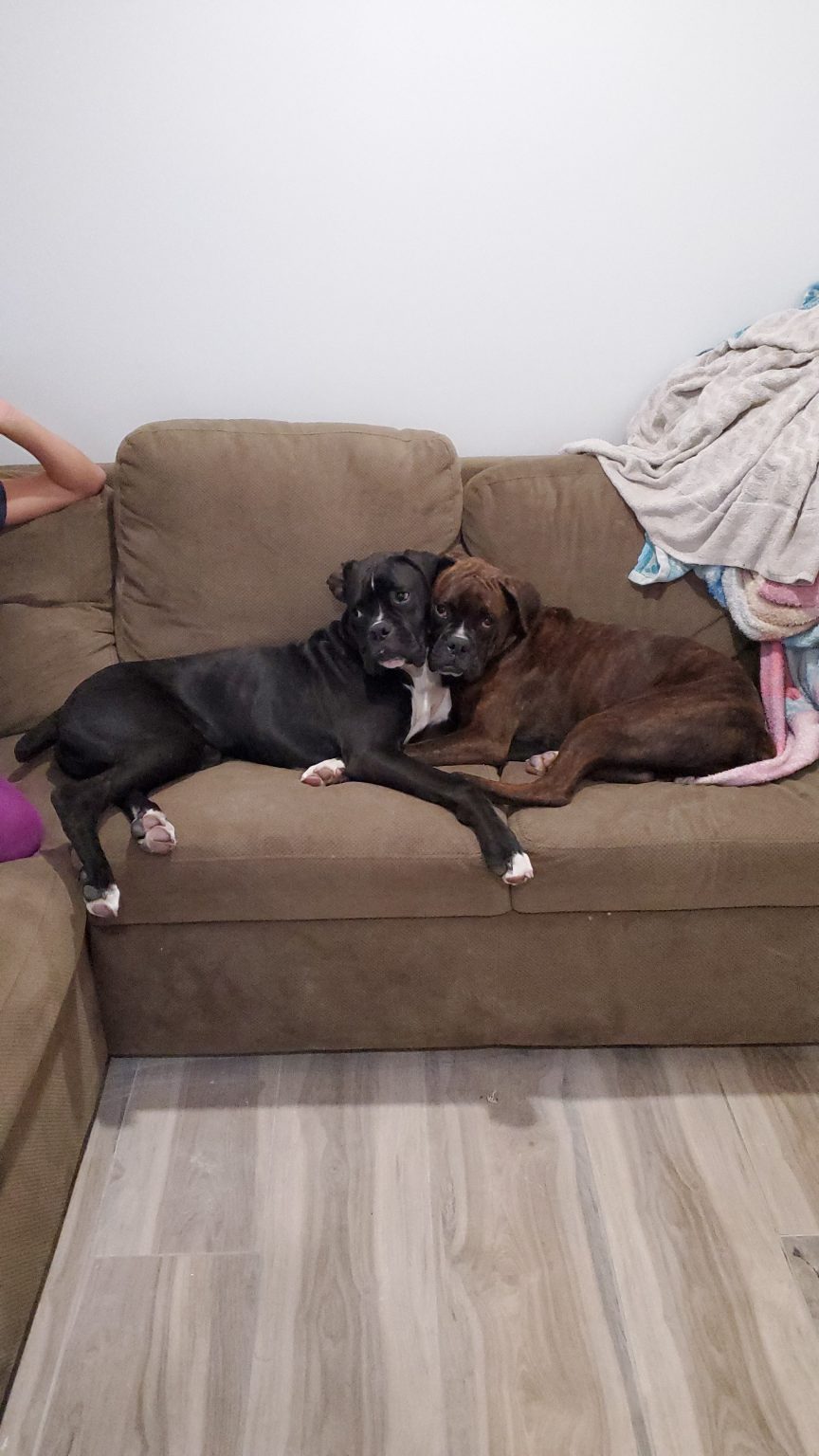 Chicken and Rice Crockpot Homemade Dog Food Recipe 2.Boxers.Ivy.Zo