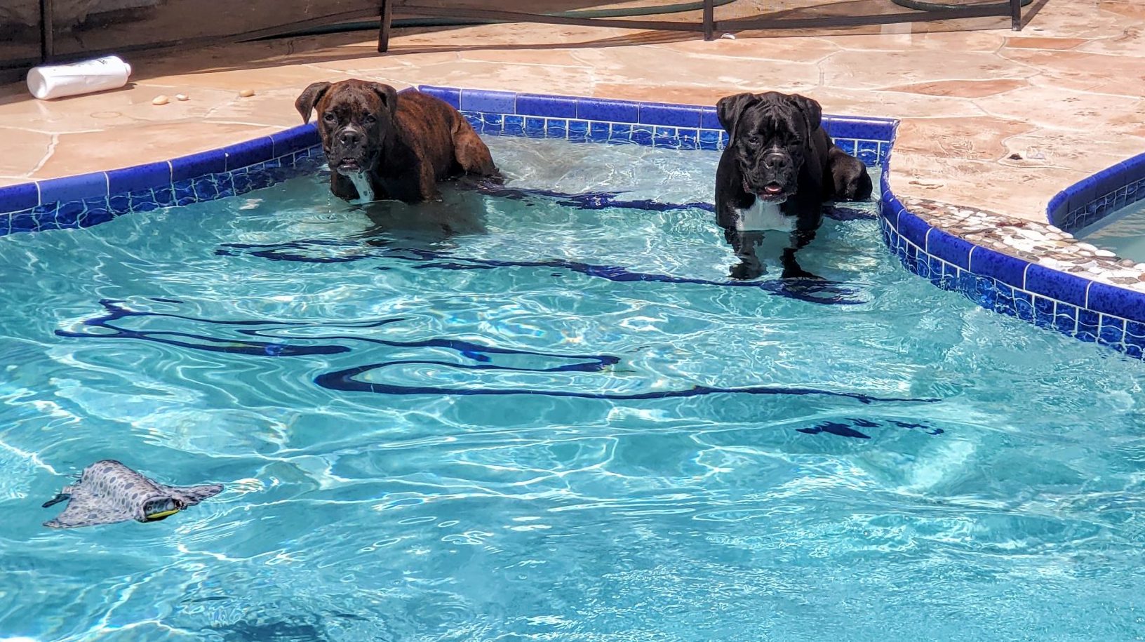 Ivy Zo Pool