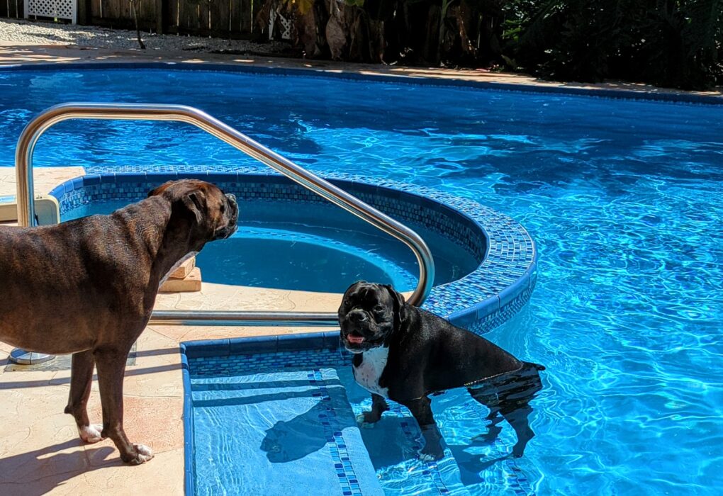 Two brindle boxers in their swimming pool