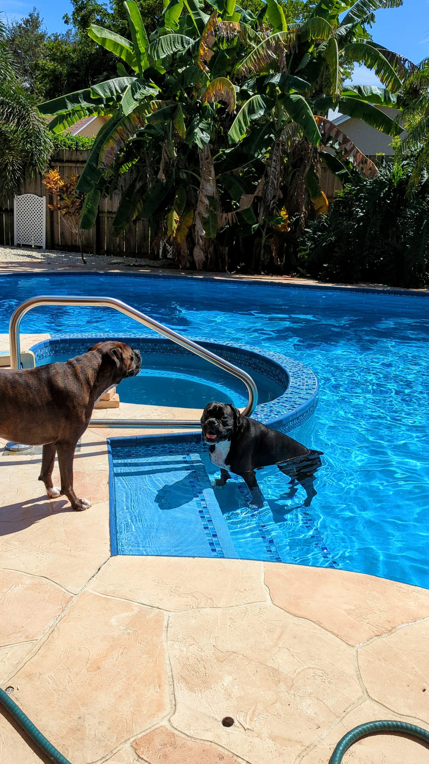 Two brindle boxers in their swimming pool