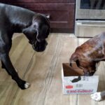 Ivy and Zo, boxer dogs, looking at the box