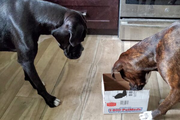 Ivy and Zo, boxer dogs, looking at a box.