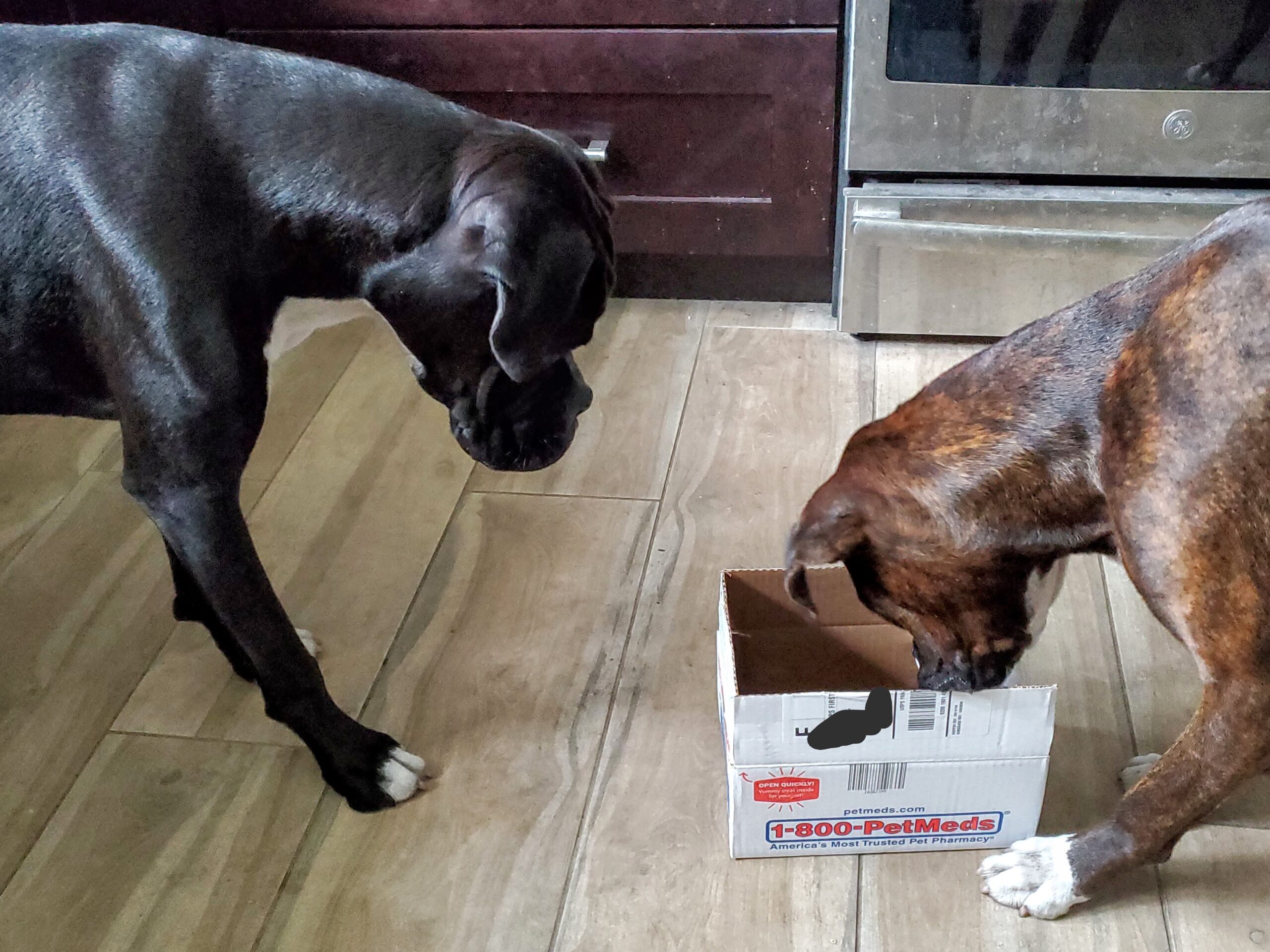 Ivy and Zo, boxer dogs, looking at a box.
