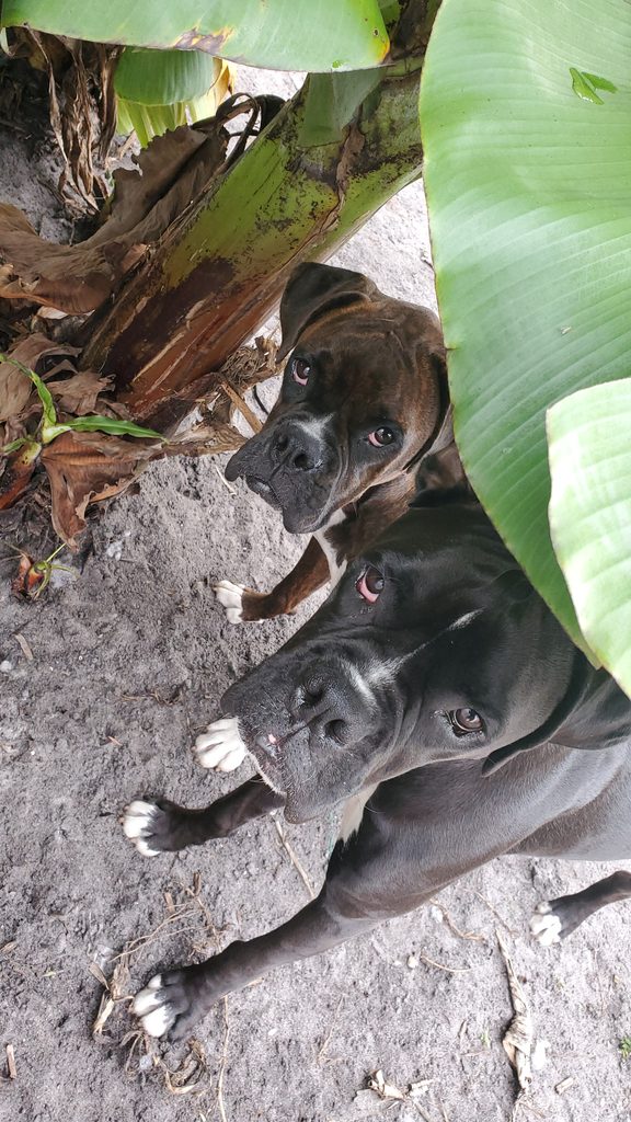 Ivy and Zo in the banana plants