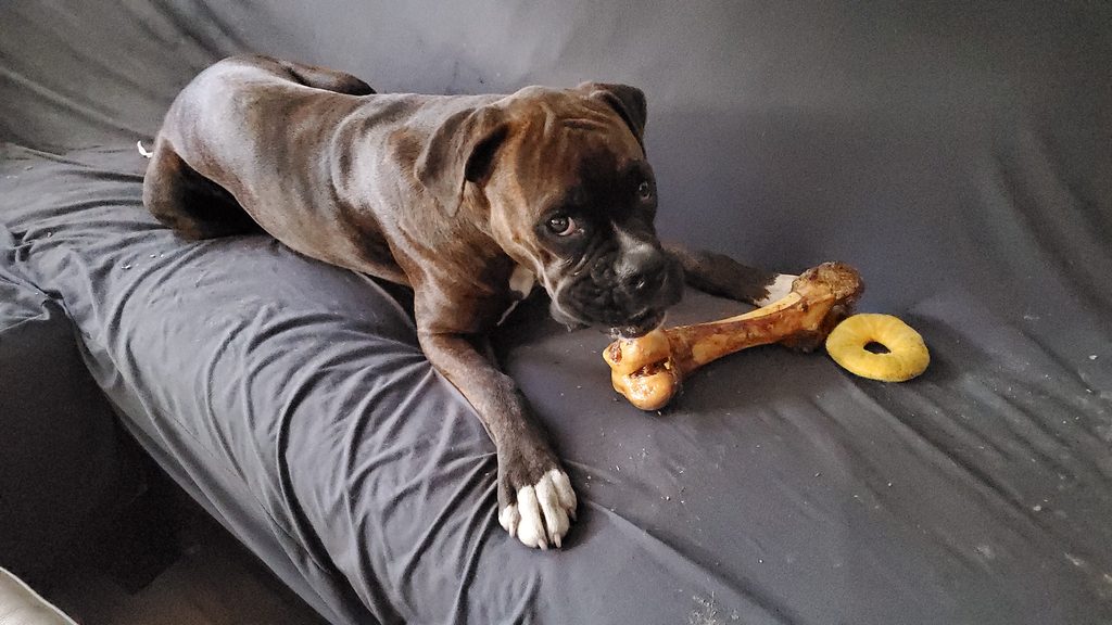 Ivy chewing a bone