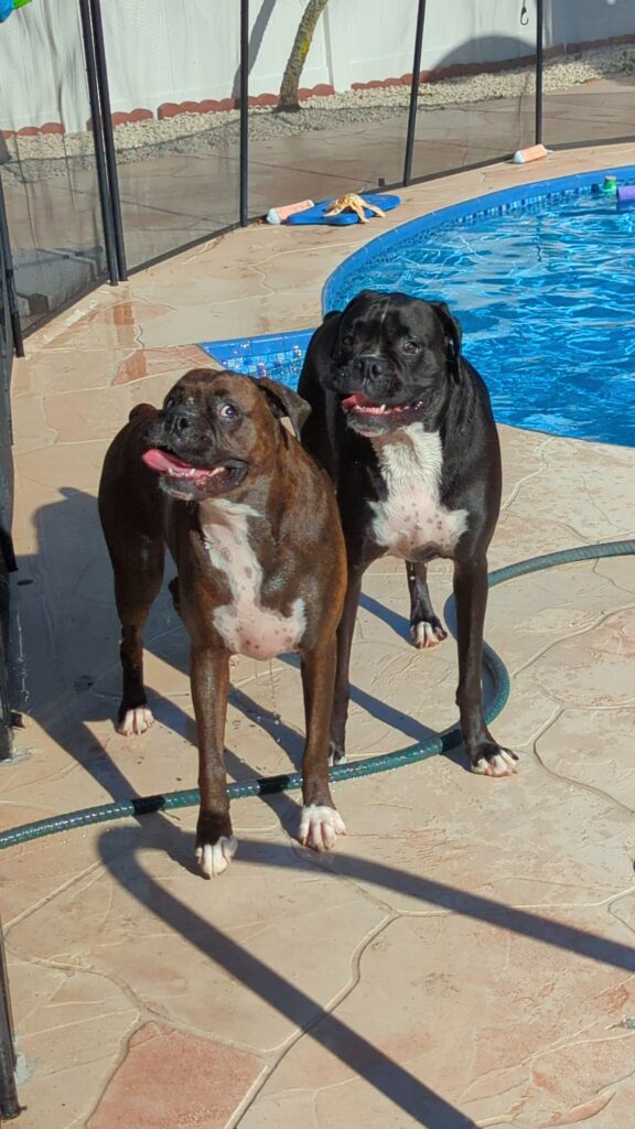 Ivy and Zo, boxer dogs, outside, with tongues out, by the pool.