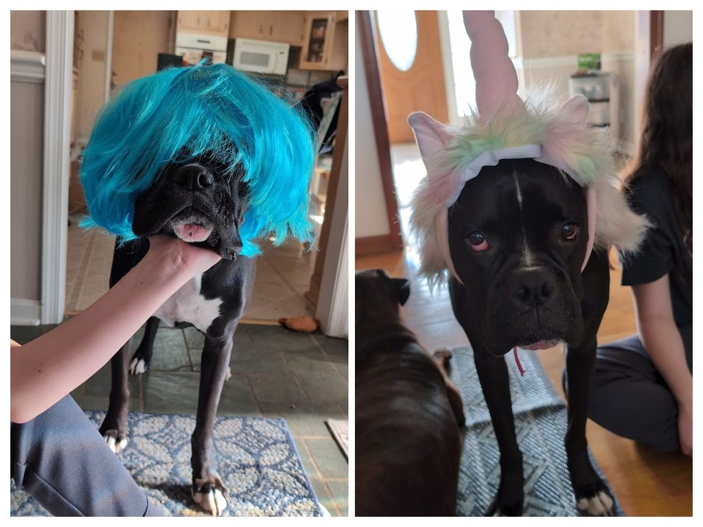 Zo Bear dressed up in wigs.