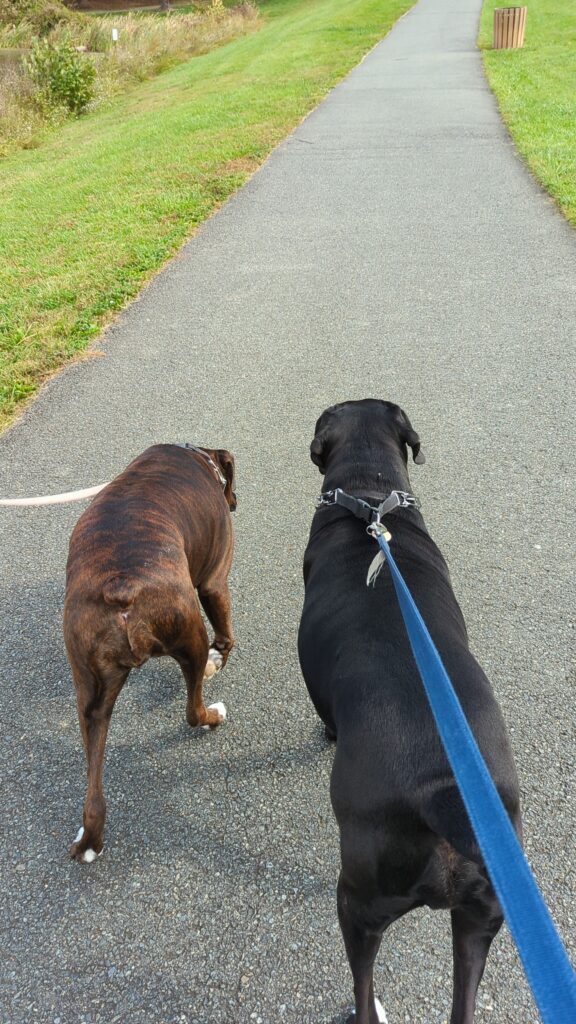 Ivy and Zo walking on leash in a park