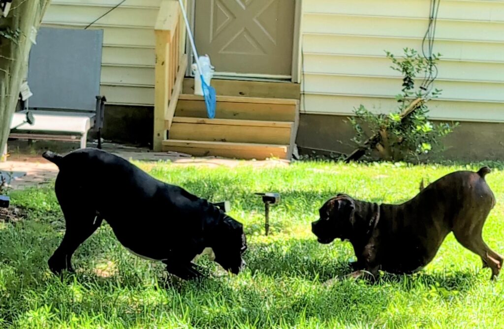 Ivy and Zo in play stance