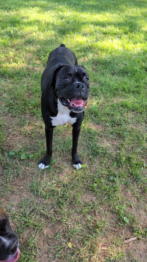 Zo Bear a happy boy boxer