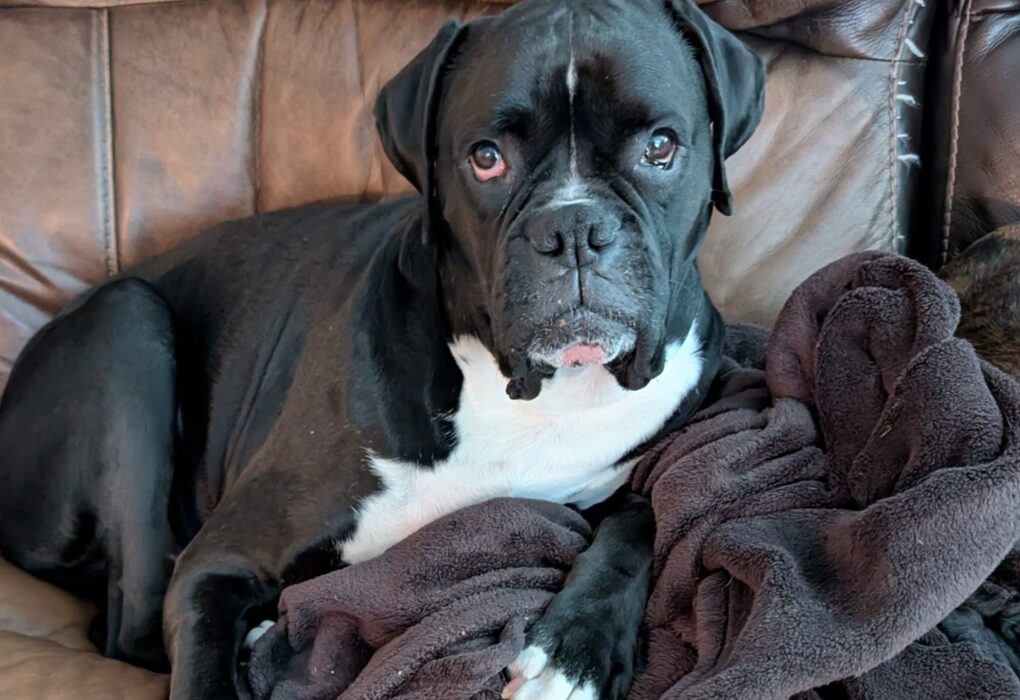 Zo bear, sealed boxer, sitting on couch