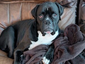 Zo bear, sealed boxer, sitting on couch