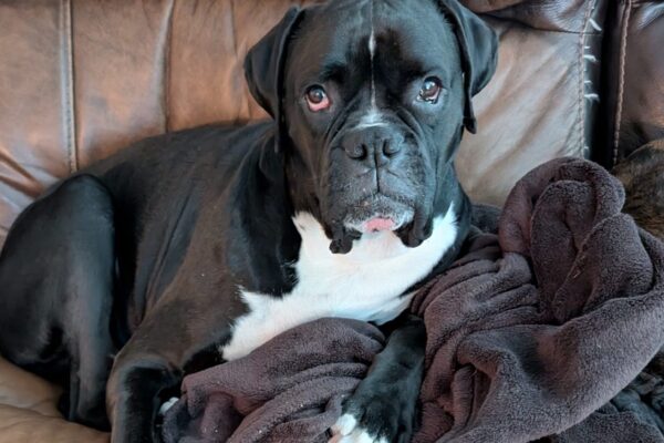 Zo bear, sealed boxer, sitting on couch
