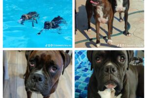Ivy and Zo brindle boxer dogs collage of pics