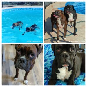 Ivy and Zo brindle boxer dogs collage of pics