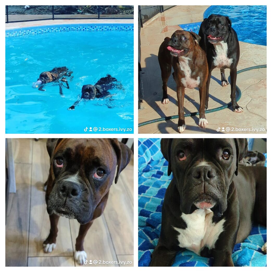 Ivy and Zo brindle boxer dogs collage of pics