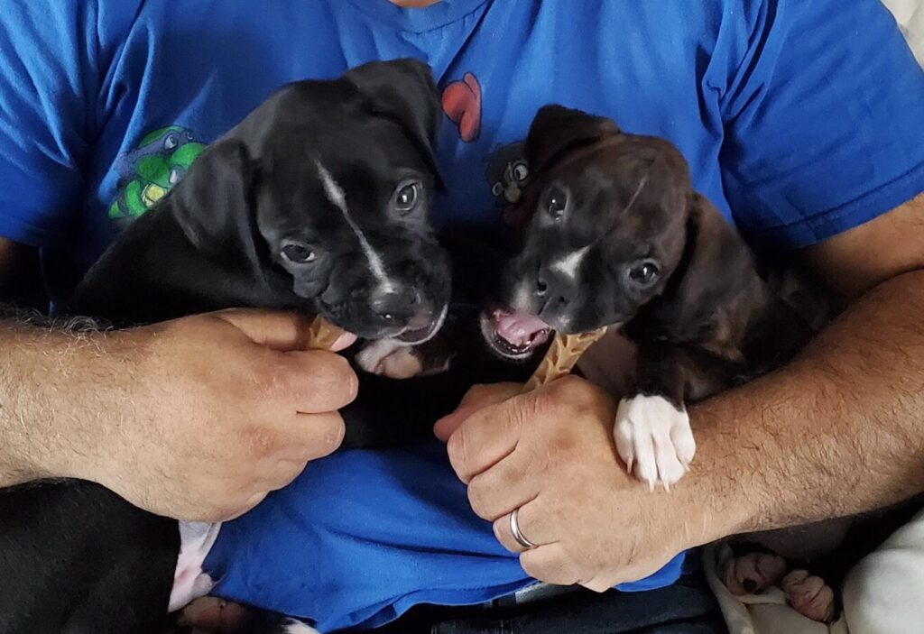 Ivy and Zo as Puppies