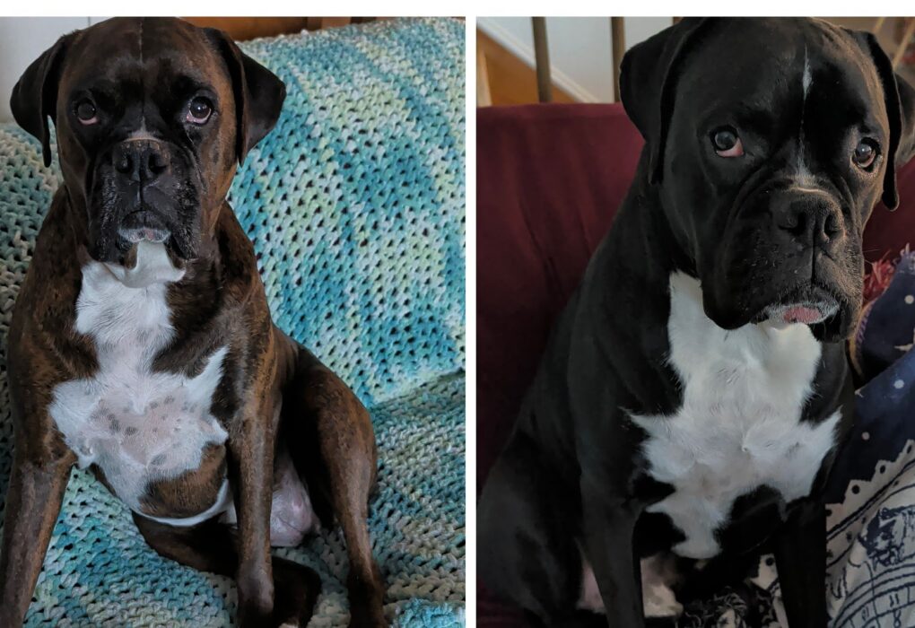 Brindle and Black boxer dogs