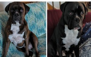 Brindle and Black boxer dogs