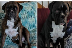 Brindle and Black boxer dogs
