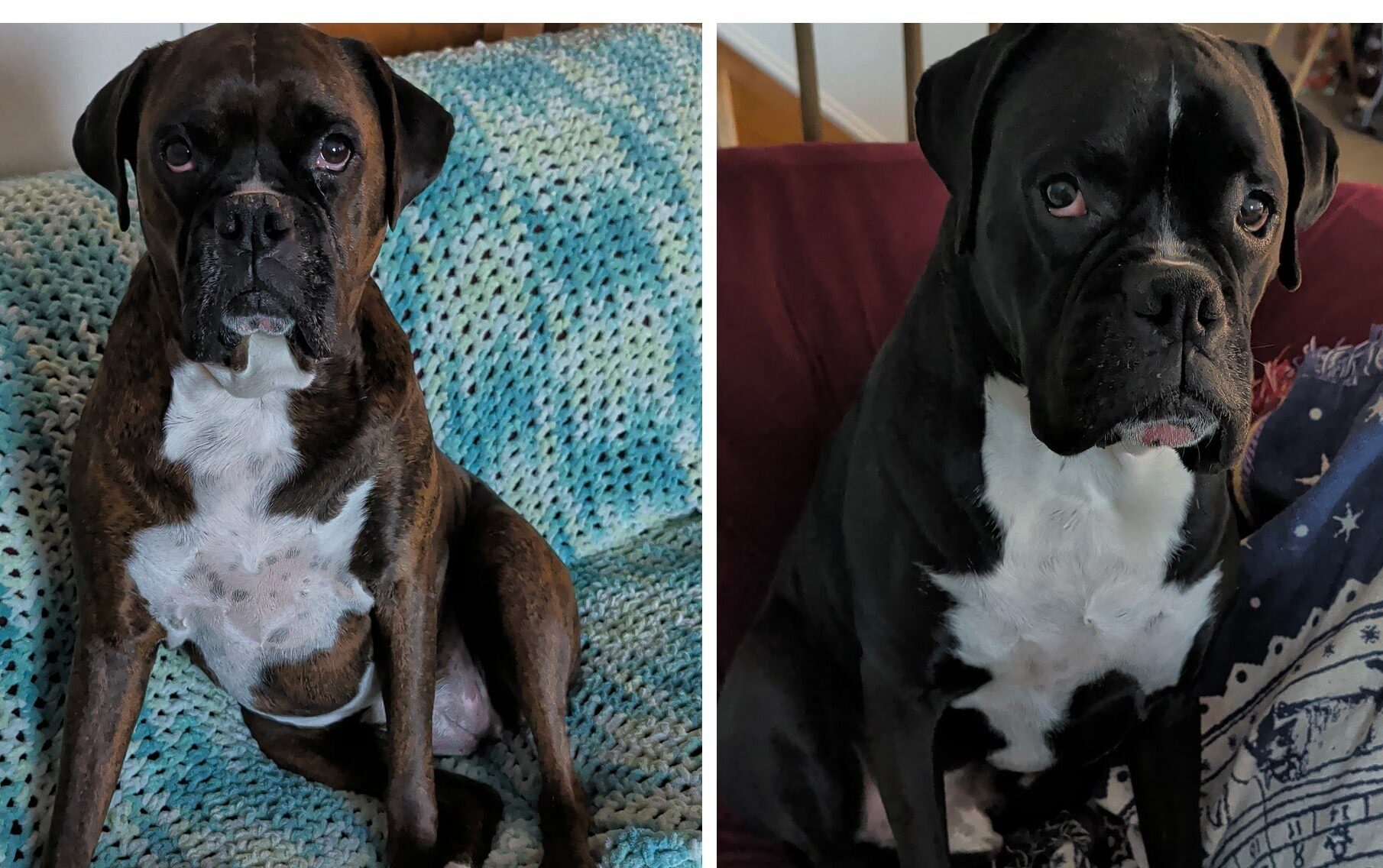 Brindle and Black boxer dogs