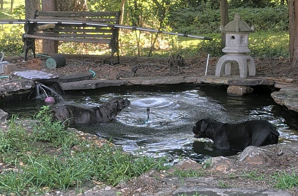 Two brindle boxers in their pond