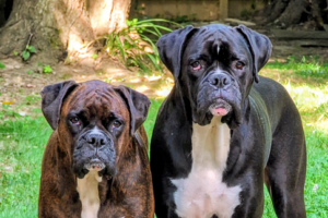Ivy and Zo two brindle boxers