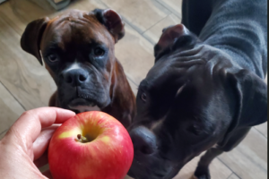 Ivy and Zo sniffing an apple