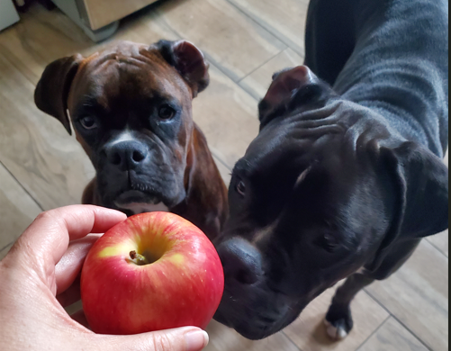 Ivy and Zo sniffing an apple