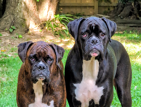 Ivy and Zo two brindle boxers