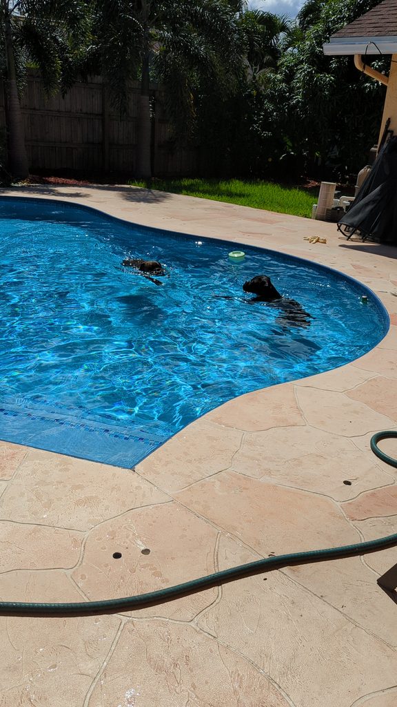 Ivy and Zo boxer dogs swimming in the pool
