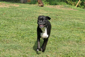 Zo Running