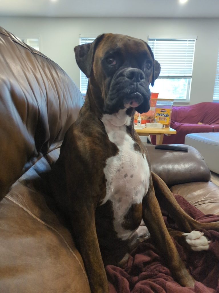 Ivy, the brindle Boxer, stone face